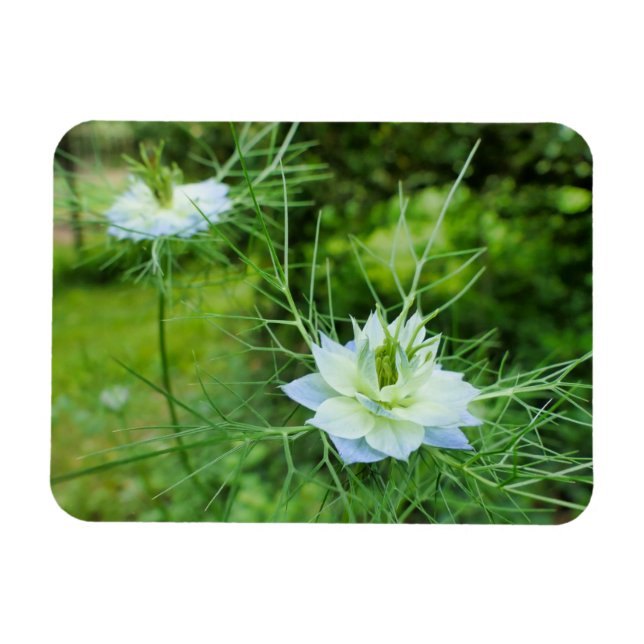 Cornflower Magnet (Horizontal)