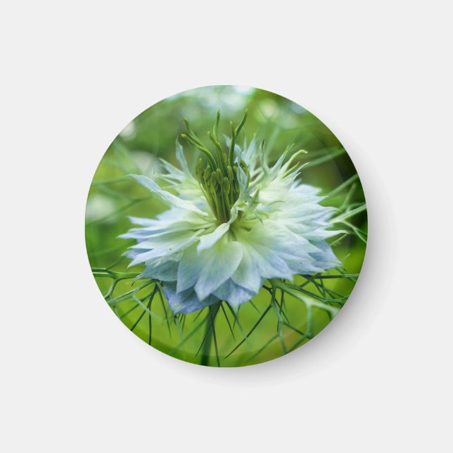 Cornflower Magnet (Front)