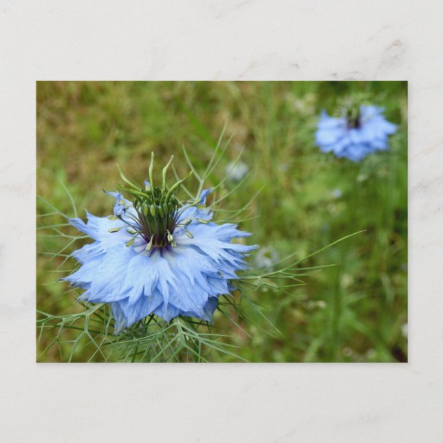 Cornflower Postcard (Front)
