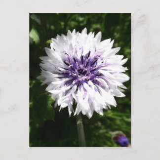 cornflower postcard