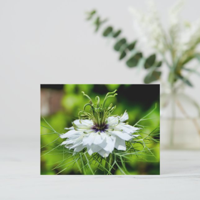 Cornflower Postcard (Standing Front)