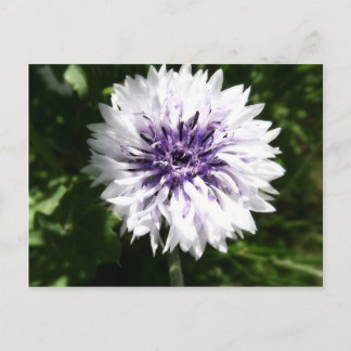 cornflower postcard