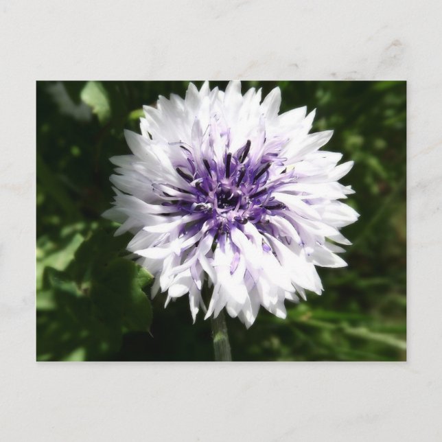 cornflower postcard (Front)