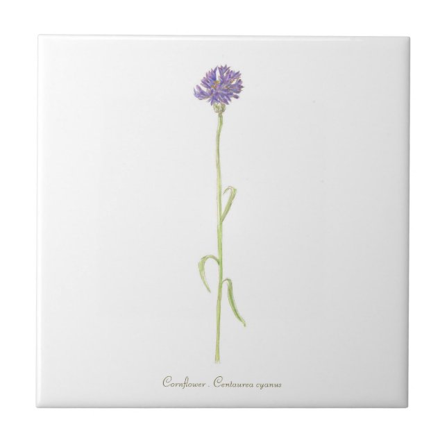Cornflower watercolor  ceramic tile (Front)