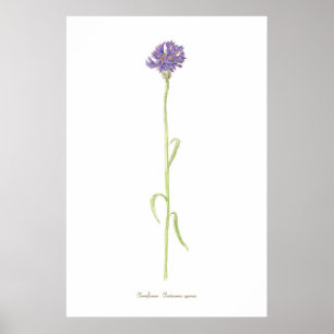 Cornflower watercolor poster