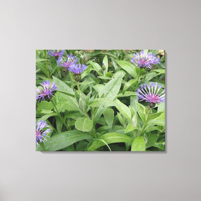 Cornflowers Canvas Print (Front)