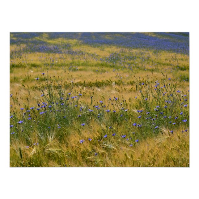 Cornflowers Field     Poster (Front)