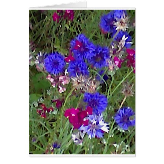 Cornflowers in the Wild Cards (Front)