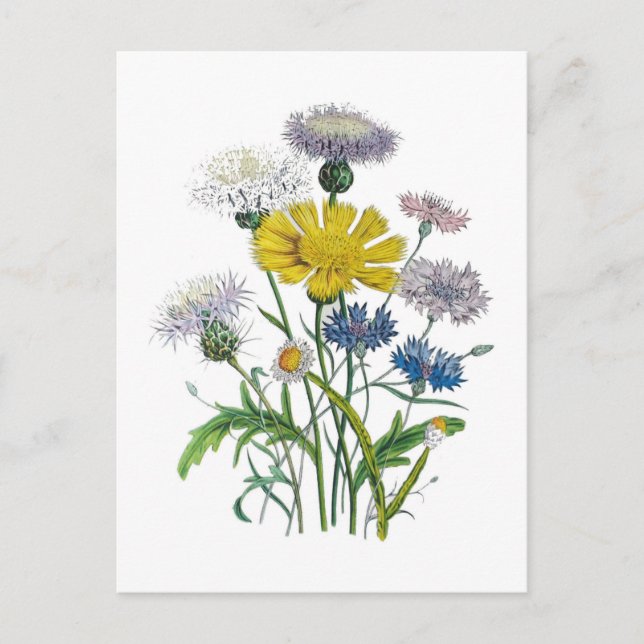 Cornflowers Postcard (Front)