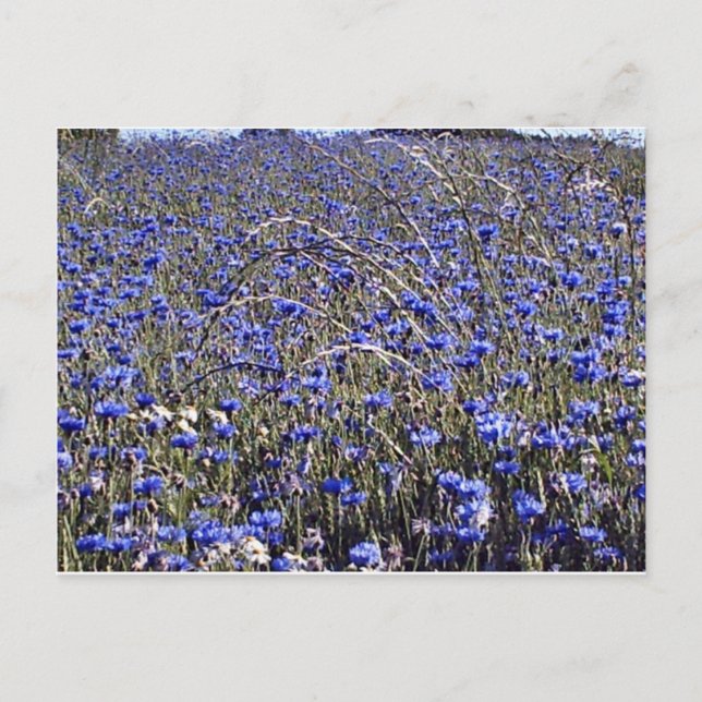 cornflowers postcard (Front)