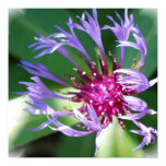 Cornflowers Poster Print