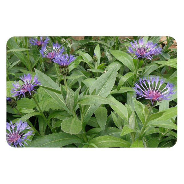 Cornflowers Premium Magnet (Horizontal)
