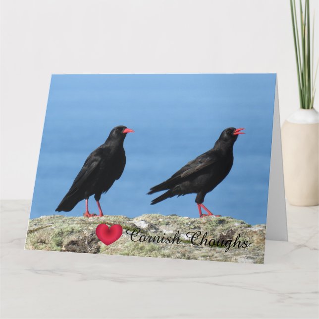 Cornish Choughs (Palores) Pyrrhocorax pyrrhocorax Card (Front)