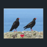 Cornish Choughs (Palores) Pyrrhocorax pyrrhocorax Holiday Postcard<br><div class="desc">Customizable photos of Cornwall’s beauty, this one a stunning photograph of two choughs captured on a sunny morning on the rugged coastline near Lands' End on Cornwall's North Coast at the tip of Penwith. Cornish Choughs (Pyrrhocorax pyrrhocorax), known as Palores in the Cornish language, are coastal birds with distinctive orange-red...</div>