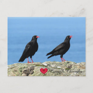 Cornish Choughs (Palores) Pyrrhocorax pyrrhocorax Holiday Postcard