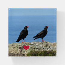 Cornish Choughs (Palores) Pyrrhocorax pyrrhocorax
