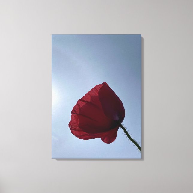 Cornish red poppy with grey sky canvas print (Front)