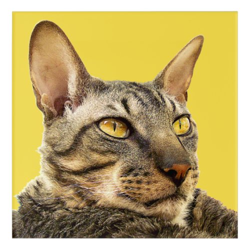 Cornish Rex Cat Benson Tiger Yellow Photo Art