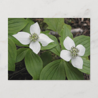 Cornouiller du Canada Postcard