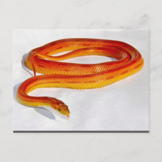 CornSnakeCorner Striped Cornsnake ... - Customized Postcard