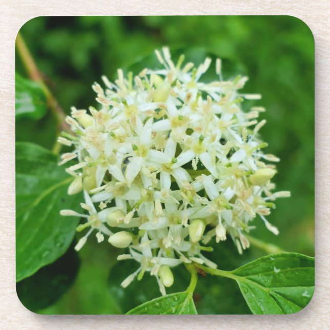 Cornus sanguinea  beverage coaster (Front)