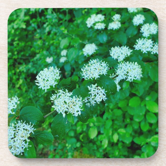 Cornus sanguinea  beverage coaster (Front)