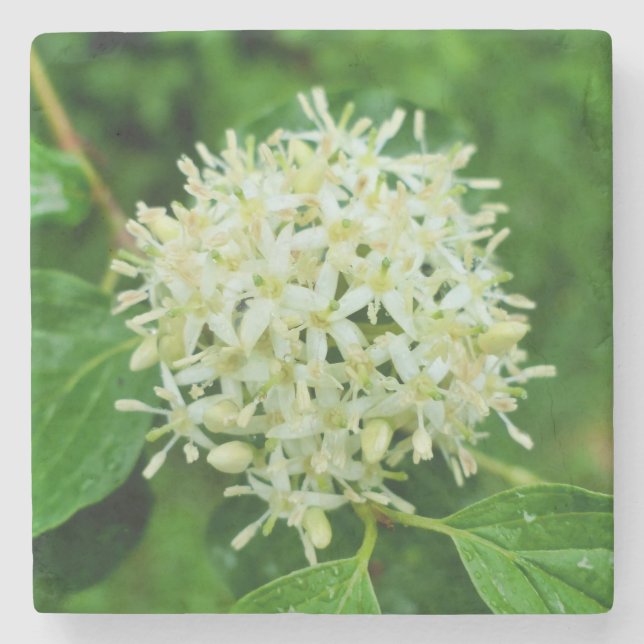 Cornus sanguinea  stone coaster (Front)