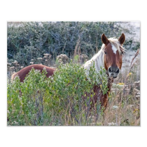 Corolla Wild Horse Photo Print
