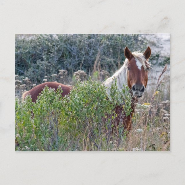 Corolla Wild Horse Postcard (Front)