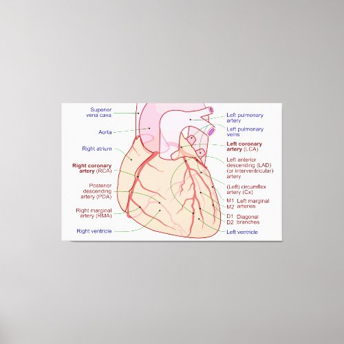 Coronary Arteries Circulation Diagram Human Heart Canvas Print