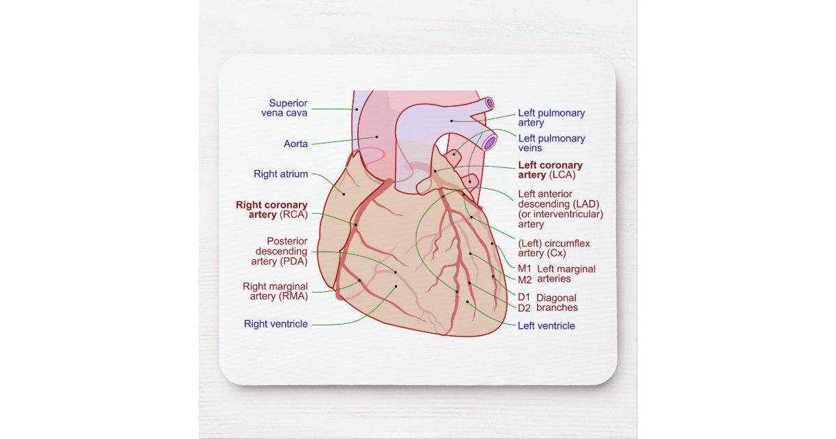 Coronary Arteries Circulation Diagram Human Heart Mouse Pad | Zazzle