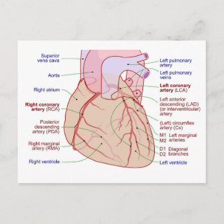 Coronary Arteries Circulation Diagram Human Heart Postcard