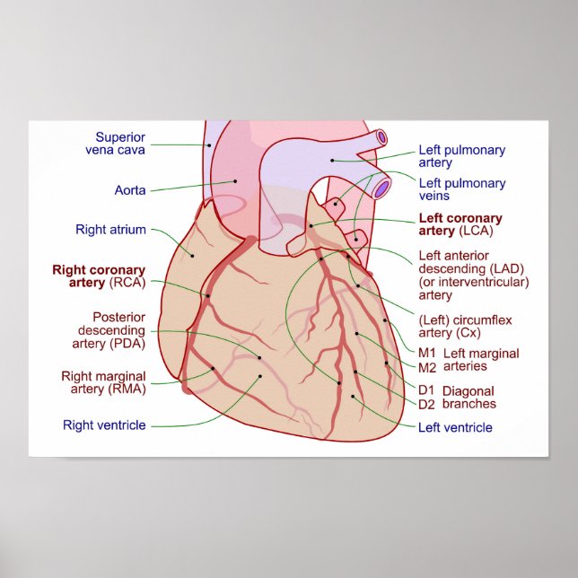 Coronary Arteries Circulation Diagram Human Heart Poster (Front)