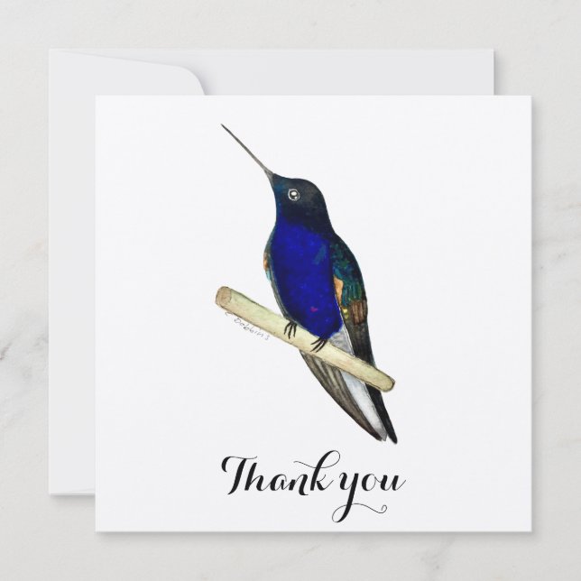 Coronet Hummingbird Thank You Card (Front)