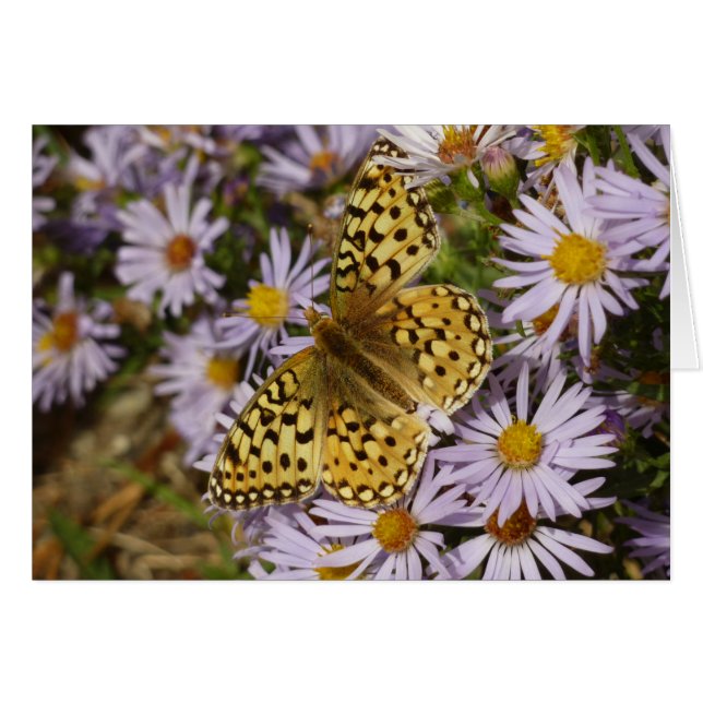 Coronis Fritillary on Aster Flowers at Grand Teton Cards (Front Horizontal)