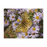 Coronis Fritillary on Aster Flowers at Grand Teton Postcard