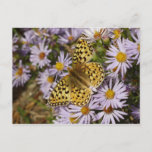 Coronis Fritillary on Aster Flowers at Grand Teton Postcard