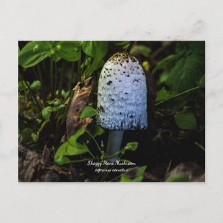 Corpinus Comatus "Shaggy Mushroom" Postcard