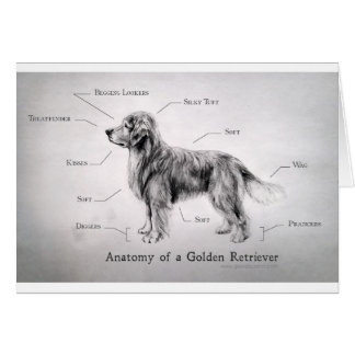 Correct Anatomy of a Golden Retriever [funny] Cards