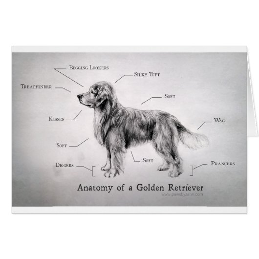 Correct Anatomy of a Golden Retriever [funny] Cards (Front Horizontal)