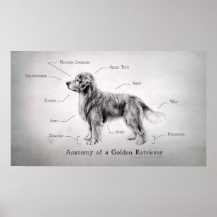 Correct Anatomy of a Golden Retriever Poster