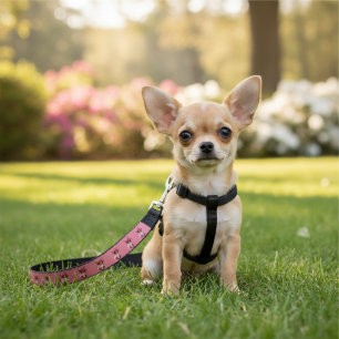 Correia Hearts Pet Leash