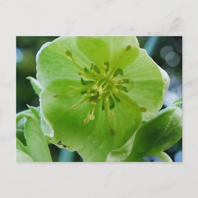 Corsican Hellebore Flower Postcard (Front)
