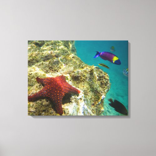 Cortez Rainbow Wrasse male and female and sea Canvas Print