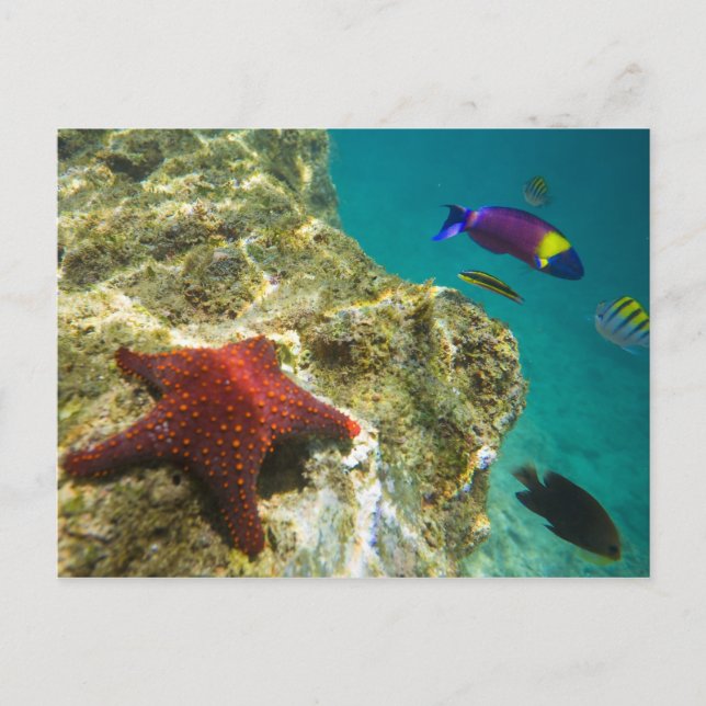 Cortez Rainbow Wrasse male and female and sea Postcard (Front)