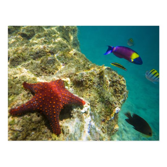 Cortez Rainbow Wrasse male and female and sea Postcard