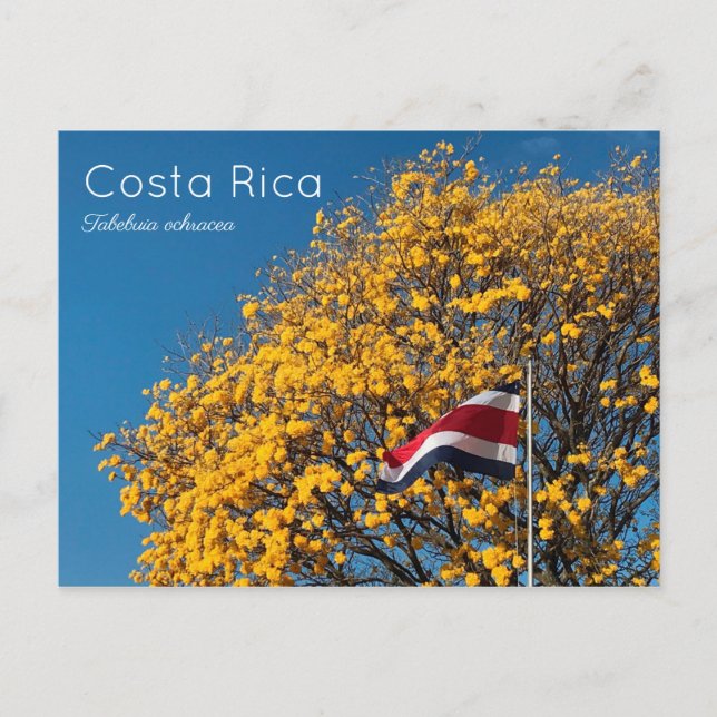 Corteza amarilla Costa Rica Postcard (Front)