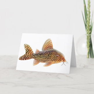 Corydoras Catfish Greeting Card