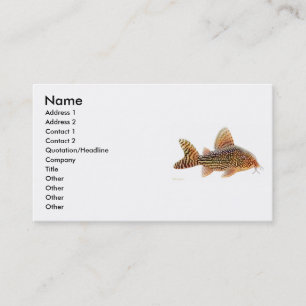 Corydoras Sterbai Catfish Profile Card