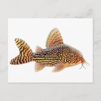 Corydoras Sterbai Postcard